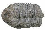 Drotops Trilobite With White Patina - Mrakib, Morocco #235802-1